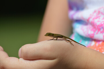 Tiny lizard on a child's hand