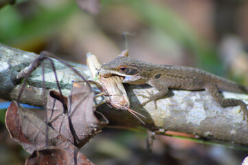 lizard eating grasshopper