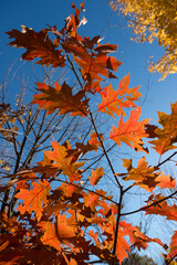oak leaves (backlit by the sun) against a blue sky