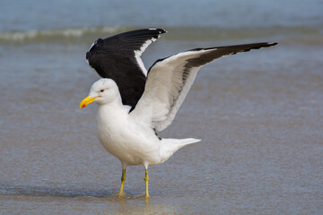 Gaviota cangrejera