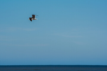 Vuelo de gaviota