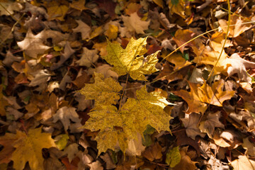 autumn leaves on the ground