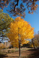 autumn in the park