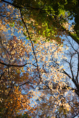 view of branches in autumn against a blue sky