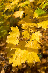 yellow maple leaves
