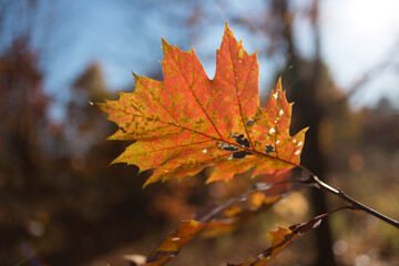 oak leaf, autumn
