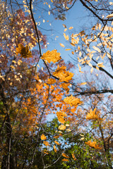autumn leaves in the park on a clear day