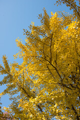 yellow gingko autumn leaves