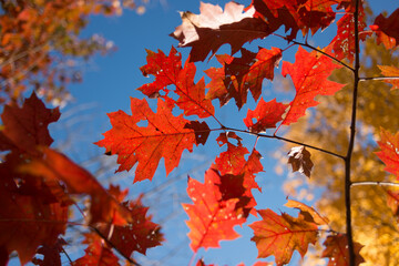 deep red oak leaves against a blue sky