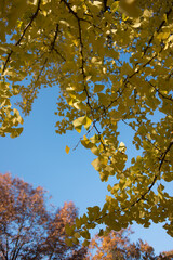 autumn in the park on a clear day