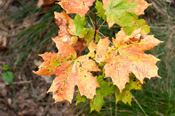 grungy autumn maple leaves