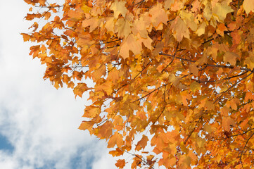 autumn leaves and partly cloudy sky