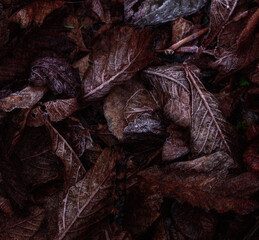 Frosty leaves on the ground