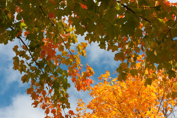 autumn leaves against sky