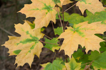 autumn maple leaves