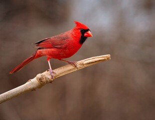 Northern Cardinal, Cardinalis cardinalis - 479097603