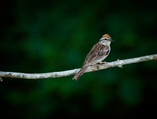 Chipping Sparrow, Spizella passerina  - 479097604