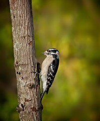 Downy Woodpecker, Dryobates pubescens - 479097605