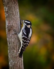 Downy Woodpecker, Dryobates pubescens - 479097606
