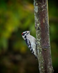 Downy Woodpecker, Dryobates pubescens - 479097607