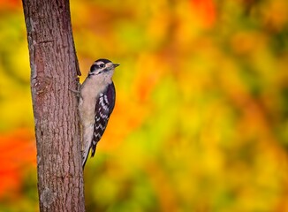 Downy Woodpecker, fall colors - 479097608