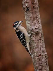 Downy Woodpecker on a tree - 479097609