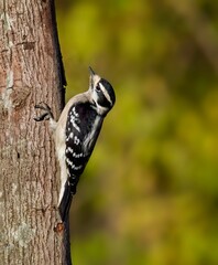 Downy Woodpecker, Dryobates pubescens - 479097610
