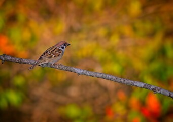 Eurasian Tree Sparrow, Passer montanus  - 479097612