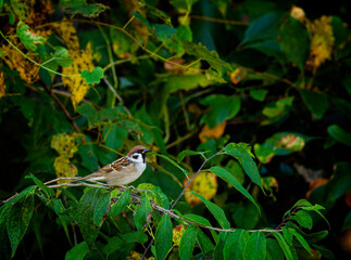 Eurasian Tree Sparrow, Passer montanus  - 479097614