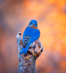 Eastern Bluebird, Sialia sialis, Missouri - 479097617