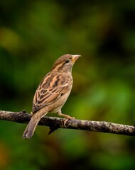 female House Sparrow, Passer domesticus