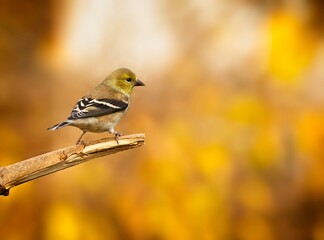 Male American Goldfinch, winter plumage, Spinus tristis - 479097628