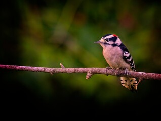 Downy Woodpecker, Dryobates pubescens - 479097630