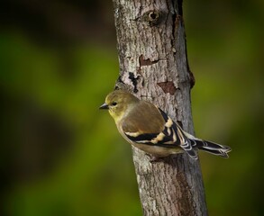 Male American Goldfinch, winter plumage, Spinus tristis - 479097631