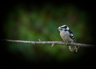Downy Woodpecker, Dryobates pubescens - 479097632