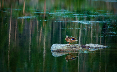 Female Mallard Duck, Sprague Lake, Rocky Mountain National Park, Colorado, USA - 479097633