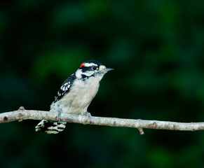 Downy Woodpecker, Dryobates pubescens - 479097634