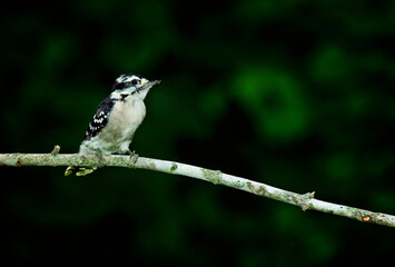 Downy Woodpecker, Dryobates pubescens - 479097635