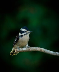 Downy Woodpecker, Dryobates pubescens - 479097636