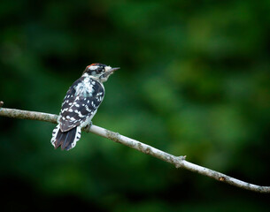 Downy Woodpecker, Dryobates pubescens - 479097637
