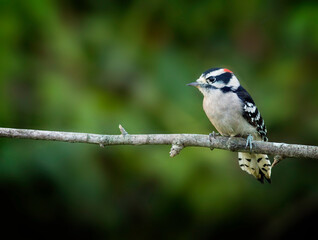 Downy Woodpecker, Dryobates pubescens  - 479097638