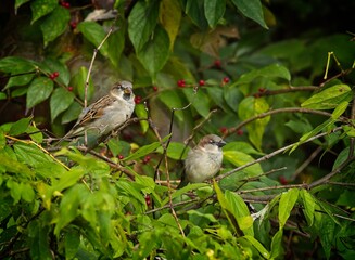House Sparrow pair - 479097641