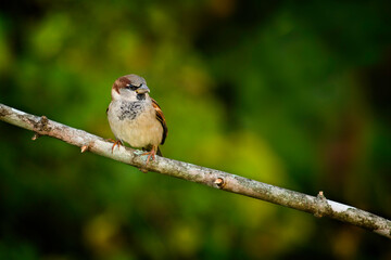 House Sparrow, Passer domesticus  - 479097643