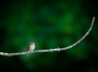 Fototapeta premium Ruby Throated Hummingbird, Perched