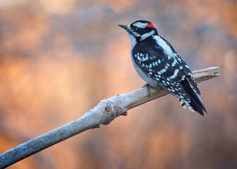 Downy Woodpecker on a Branch - 479097646