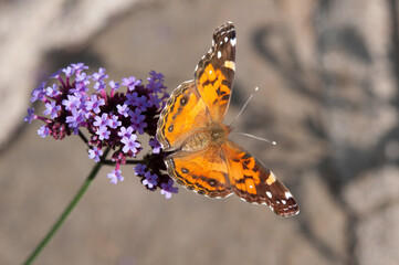 Vanessa cardui commonly called painted lady (cosmopolitan) on verbena