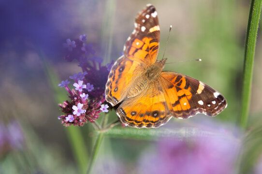 Vanessa cardui commonly called painted lady (cosmopolitan) - viewed through a screen of flowers