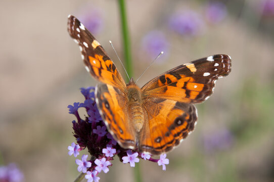 Vanessa cardui commonly called painted lady (cosmopolitan) close up