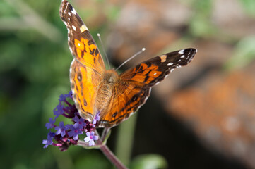 American painted lady or American lady (Vanessa virginiensis) on Verbena brasiliensis