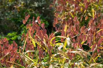 ornamental grass in the garden